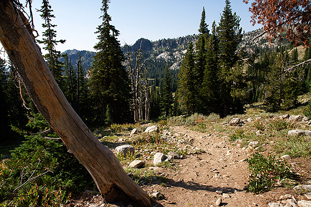 Snowbank mountain hiking path with tree