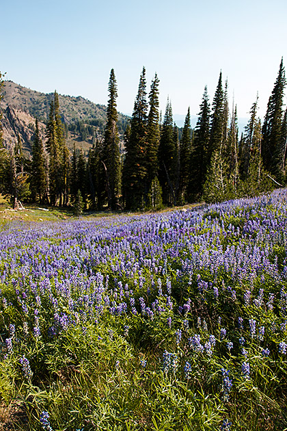 Idaho Flower Fields