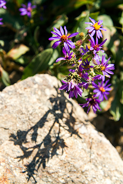 Idaho Flowers