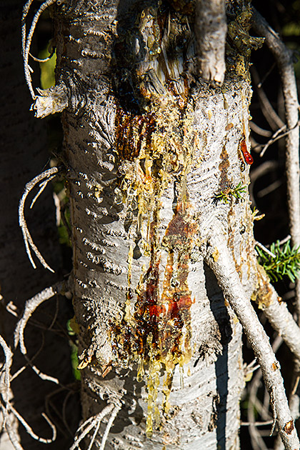 Tree Sab Idaho