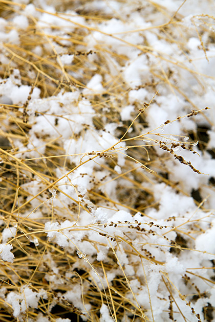 The Wonders of Soda Springs 25 Frozen Herbs