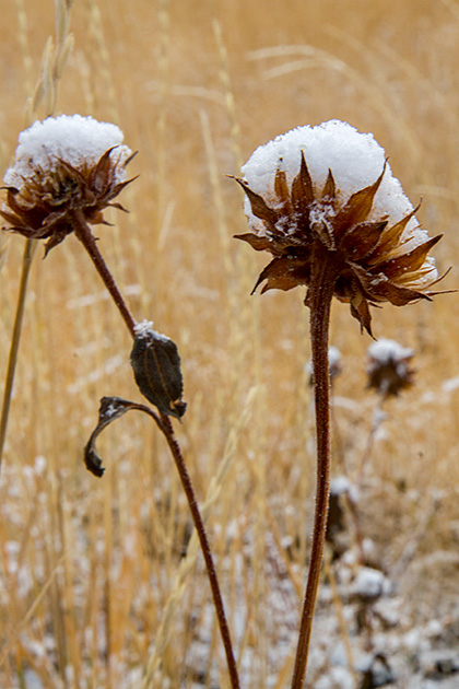The Wonders of Soda Springs 26 Snow Flower