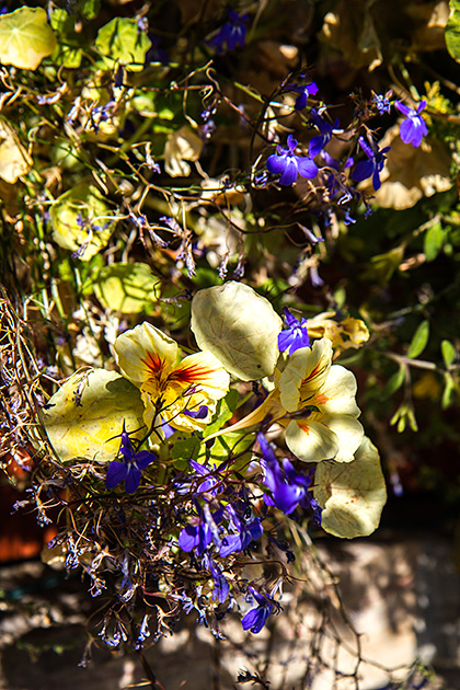 Idaho Flowers