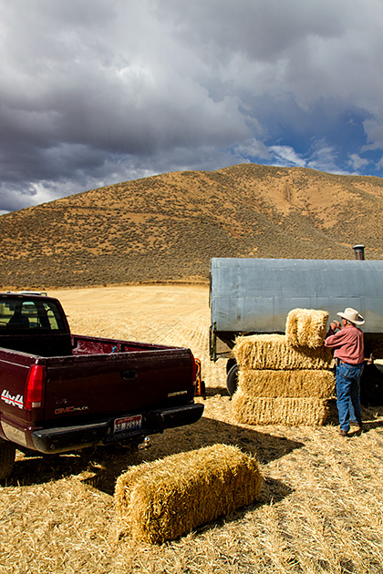 Loading Hay
