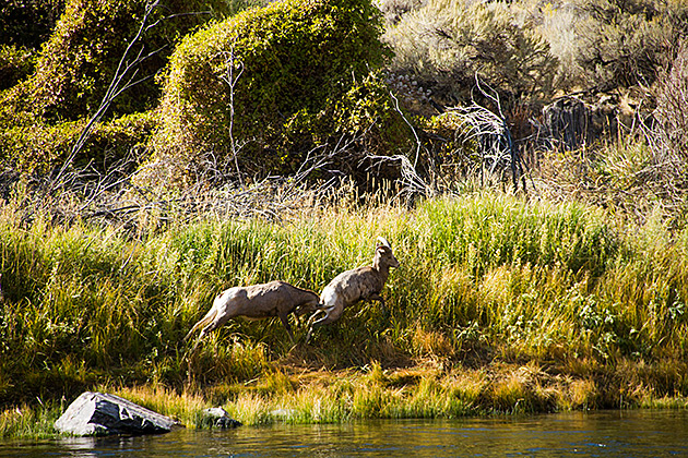 The Salmon River Scenic Byway 2 Femal Bighorned Sheep