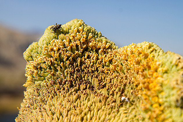 The Salmon River Scenic Byway 12 Idaho Spider
