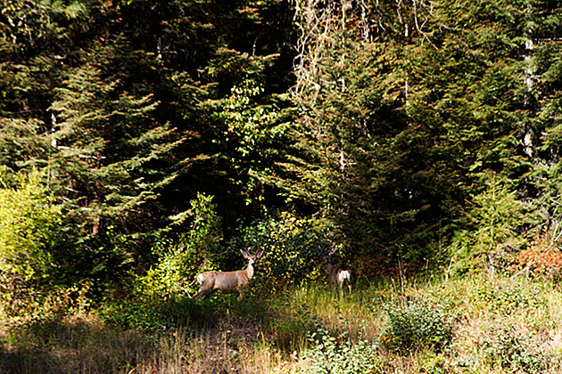 Idaho Deer