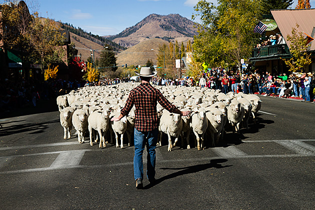 The Trailing of the Sheep 12 Hold Your Sheep