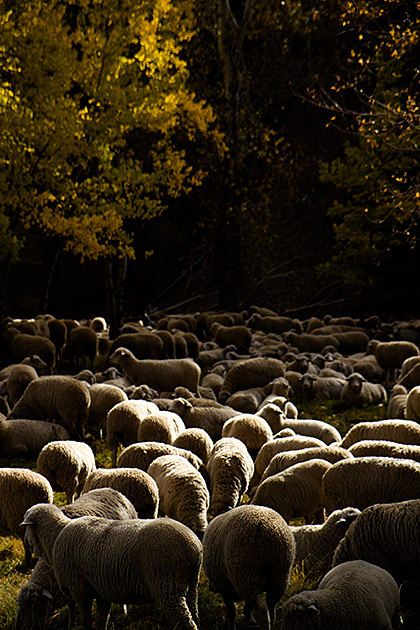 The Trailing of the Sheep 23 Resting Sheep