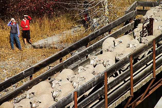 The Trailing of the Sheep 18 Sheep Bridge