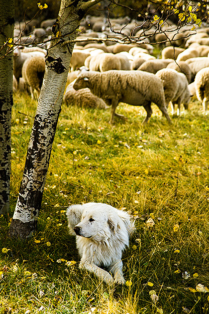 The Trailing of the Sheep 22 Sheep Dog