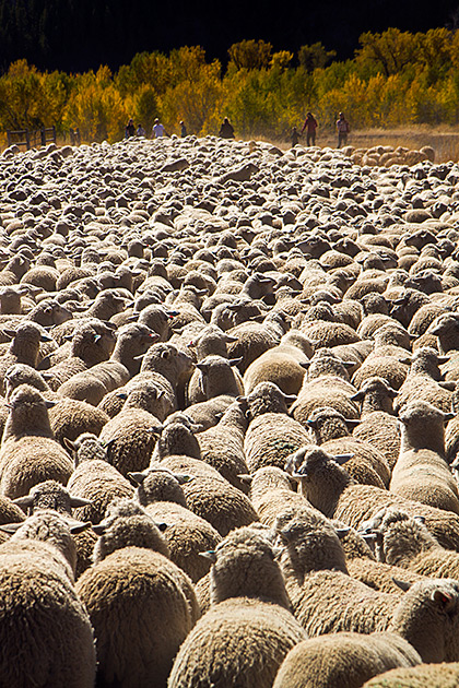 The Trailing of the Sheep 17 Sheep Overload