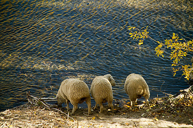 The Trailing of the Sheep 19 Thirsty Sheep