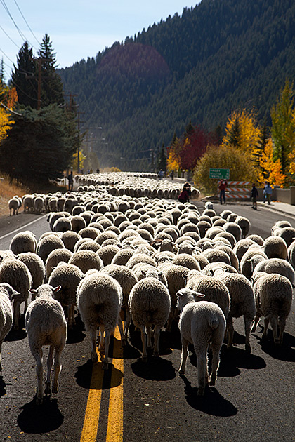 The Trailing of the Sheep 16 Trailing Of The Lamb