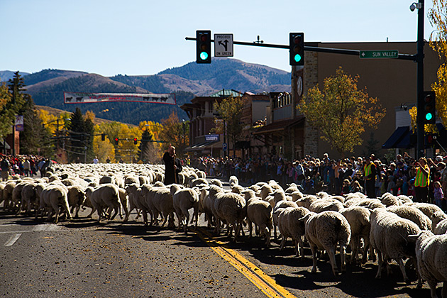 The Trailing of the Sheep 14 Trailing Of The Sheep Festival