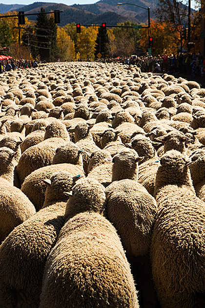 The Trailing of the Sheep 15 Trailing Of The Sheep