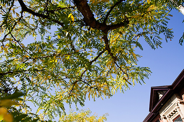 A Walk About Historic Wallace 28 Wallace Library