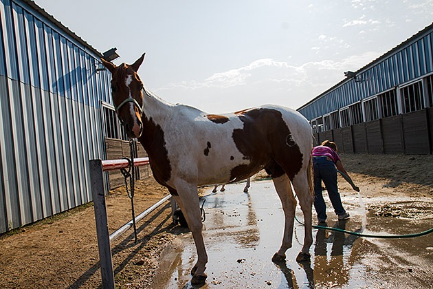 Clean Horse
