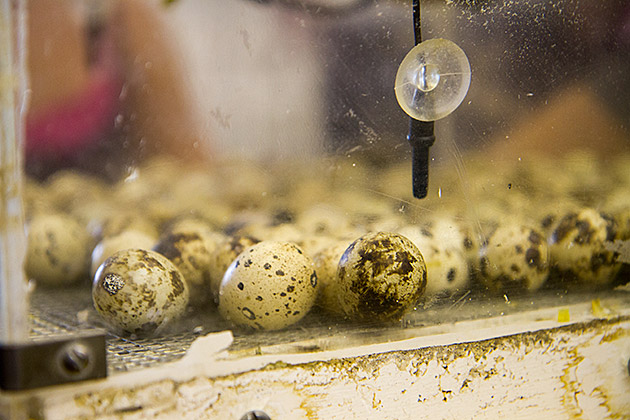 Egg Hatching