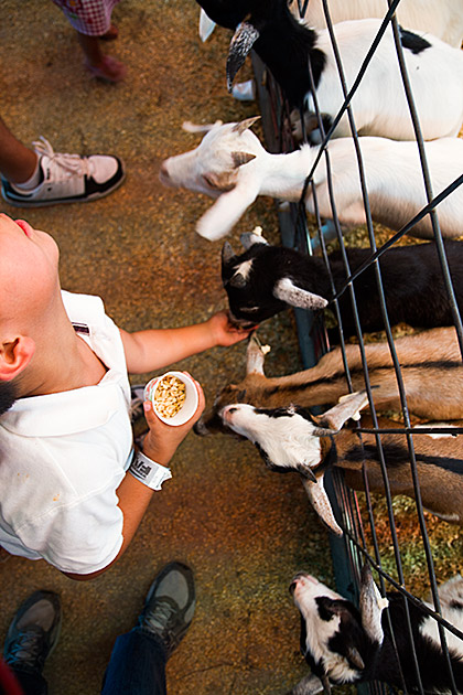 Feeding Goat