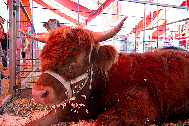 Fuzzy Cow