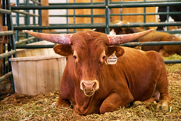 Nose Ring Bull