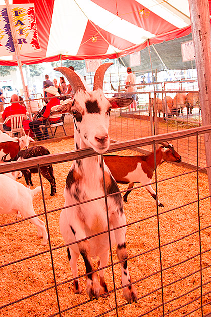 Psycho Goat