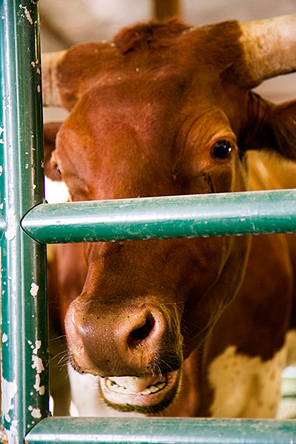 Talking Cow