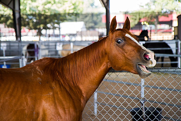 Talking Horse