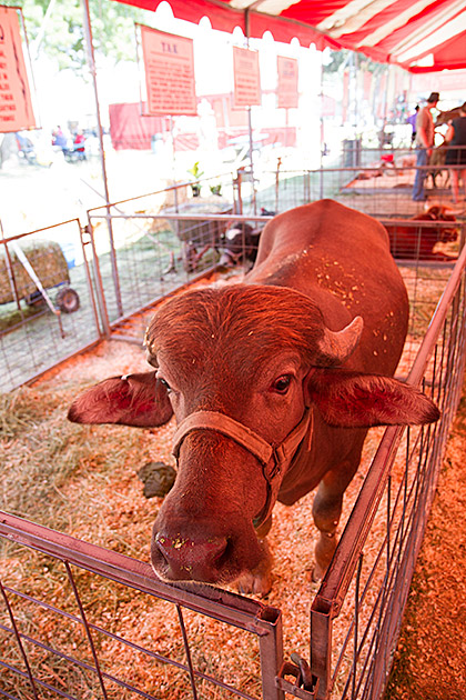 Water Buffolo
