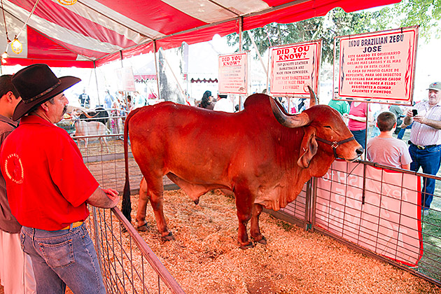 Zebu