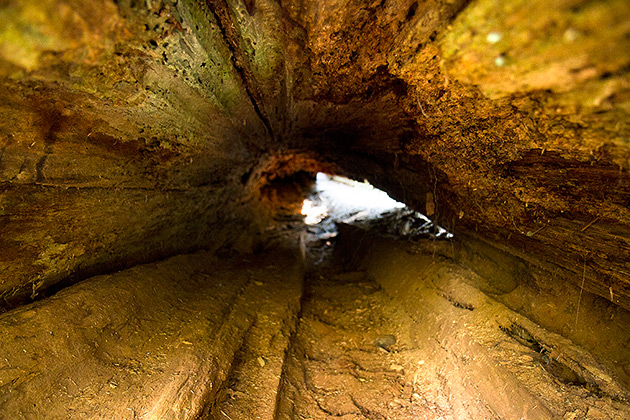 Inside White Pine