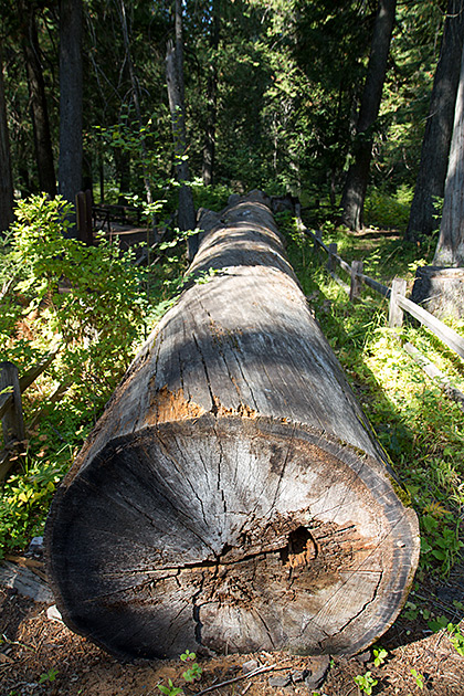 White Pine Giant