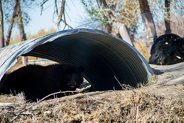 Bear Den