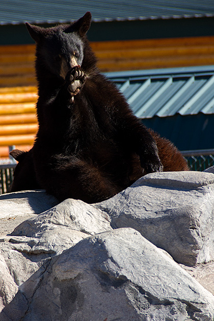 Bear Paw