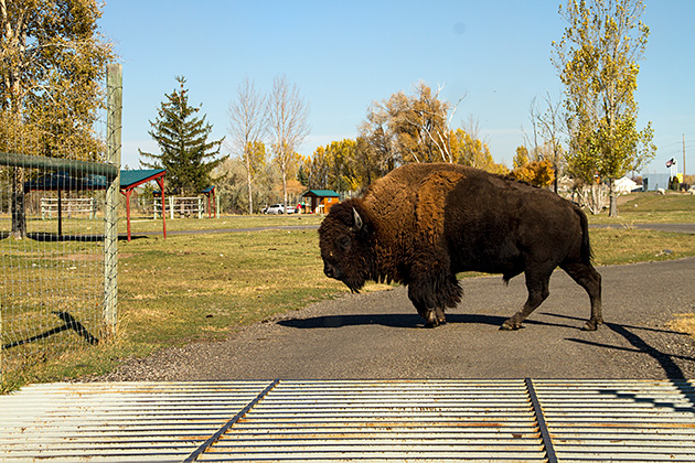 Bear World Bison