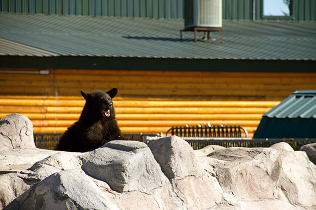 Bears In Idaho