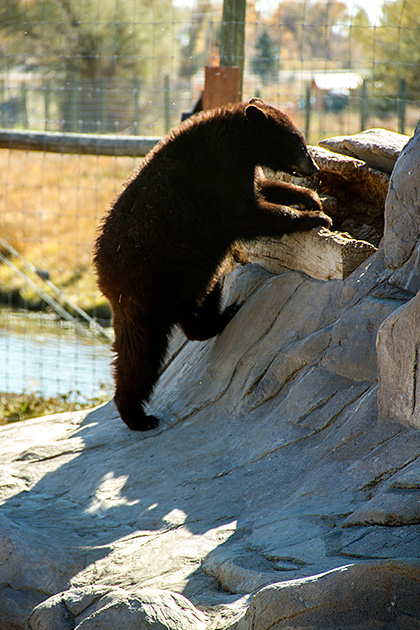Climbing Bear Cub
