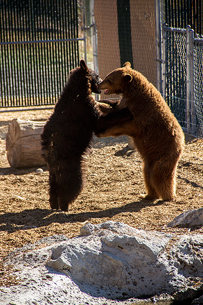 Cuddle Bears