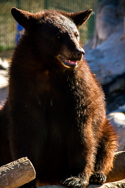 Happy Bear