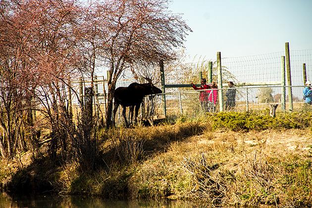 Idaho Moose