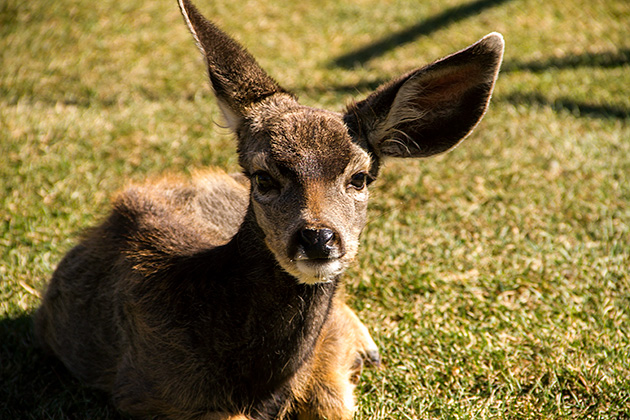 Is Bambi Real