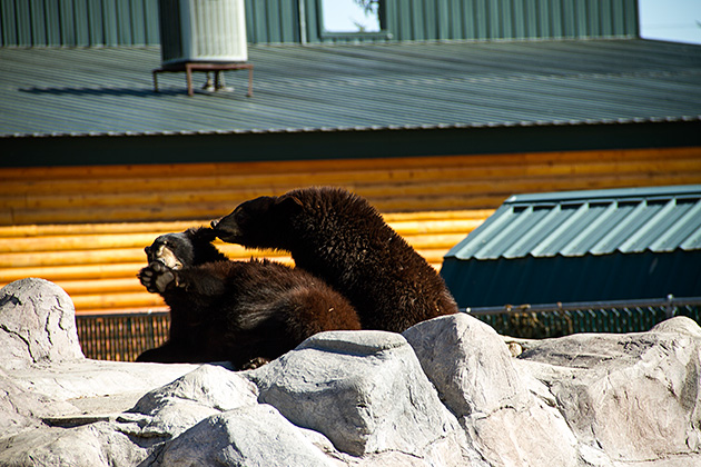 Punk Bear