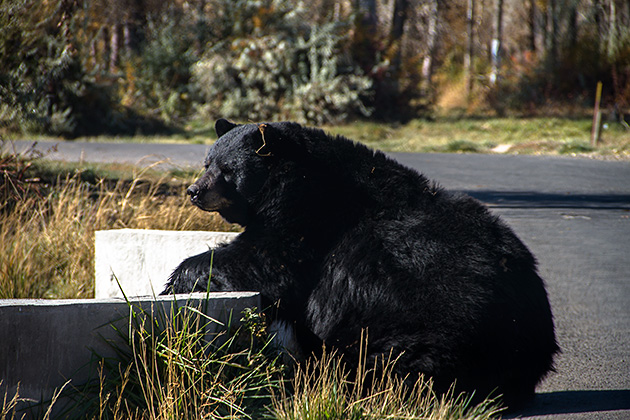 Relaxed Bear