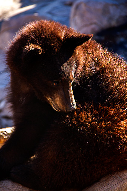 Shy Bear