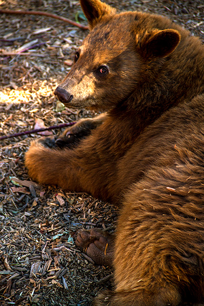 Super Cute Bear