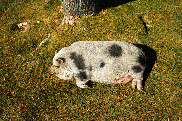 What A Pig