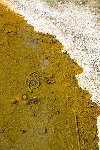 Dead Lake