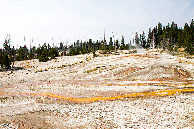 Yellow Snow