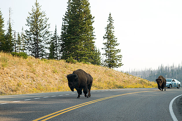 Yellowstone Road Bison